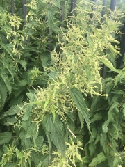 Urtica dioica