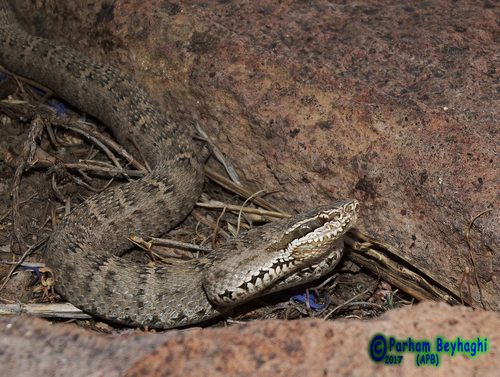 Photo of a Caucasian pitviper (Gloydius caucasicus)