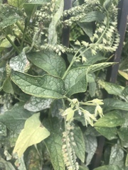 Symphytum caucasicum