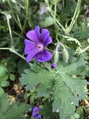 Geranium sylvaticum