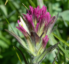 Castilleja lassenensis