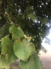 Tilia cordata