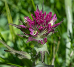 Castilleja lassenensis