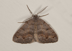 Macaria loricaria