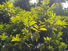 Diospyros malabarica