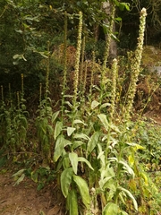 Verbascum thapsus thapsus