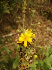 Verbascum thapsus thapsus