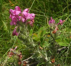 Pedicularis gyroflexa