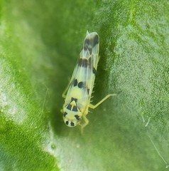 Eupteryx atropunctata