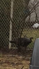 Meleagris gallopavo