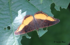 Eurytela dryope angulata