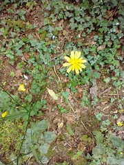 Lapsana communis intermedia