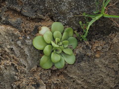 Sedum formosanum