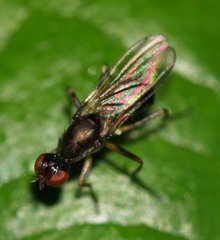 Sepsidae