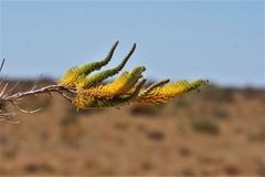 Grevillea eriostachya