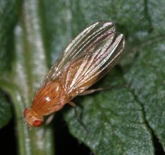 Lauxaniidae