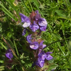 Scutellaria alpina