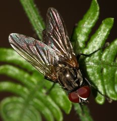 Anthomyiidae