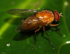 Muscidae