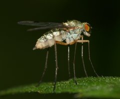 Chrysopilus asiliformis