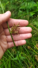 Juncus effusus