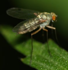 Chrysopilus asiliformis