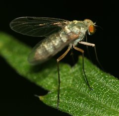 Chrysopilus asiliformis