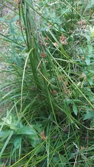 Juncus effusus