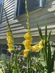 Gladiolus × hortulanus