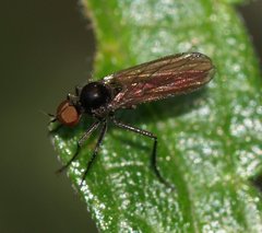 Empidoidea
