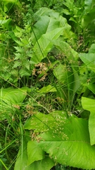 Juncus effusus