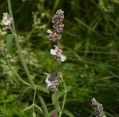 Nepeta nepetella