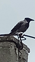 Corvus cornix