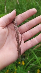 Calamagrostis epigejos