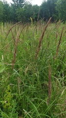 Calamagrostis epigejos