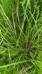 Calamagrostis epigejos