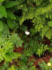 Pieris rapae