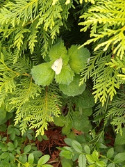 Pieris rapae