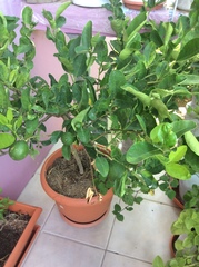 Citrus × aurantiifolia