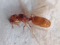 Pheidole cerebrosior