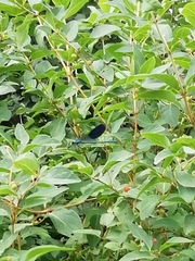 Calopteryx splendens