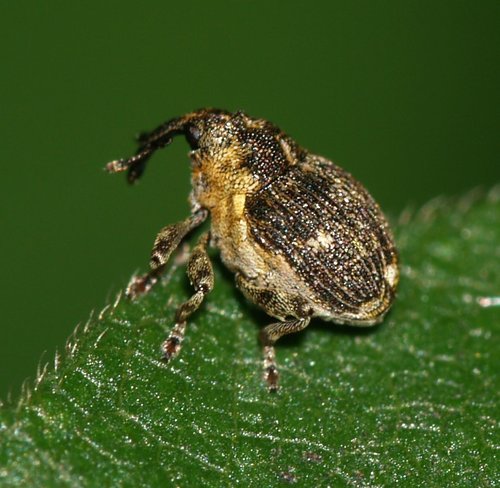Small Nettle Weevil