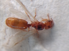 Pheidole cerebrosior