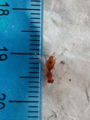 Pheidole cerebrosior