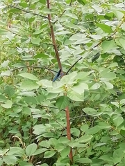 Calopteryx splendens