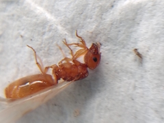 Pheidole cerebrosior