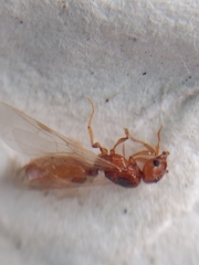 Pheidole cerebrosior