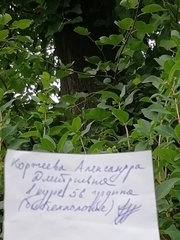 Calopteryx splendens