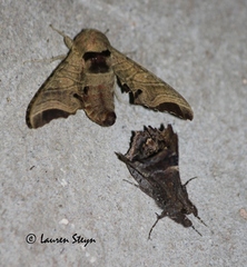 Likoma apicalis