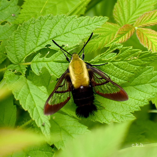 Snowberry Clearwing, photo 5 of 10